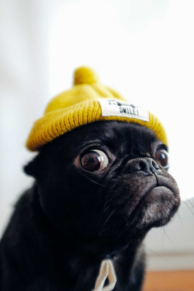 Black pug with beanie on