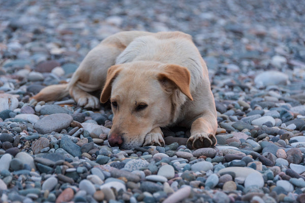 Dog laying on the rock