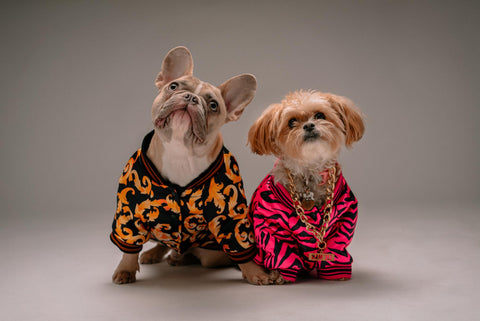 two dogs with clothes on portrait - cbd for dogs | dope.dog