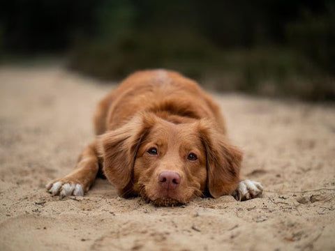 Dog lying in the sand