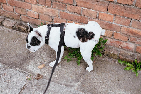 Dog marking wall on walk