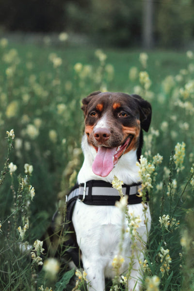 Dog and Flowers - Can Dogs Eat Cinnamon Rolls