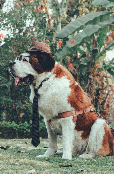 St Bernard Dog - Can Dogs Eat Refried Beans?