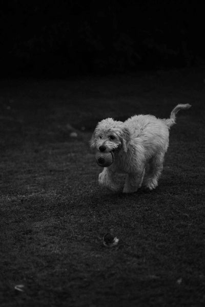 White dog running