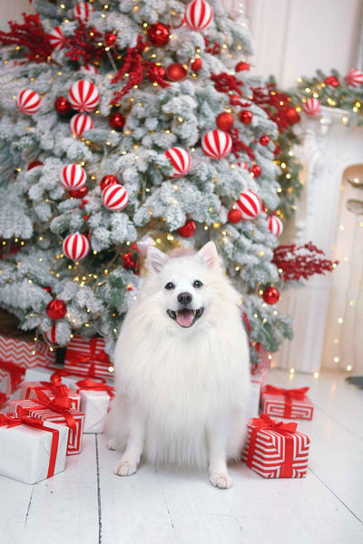 A white dog in front of Christmas Tree