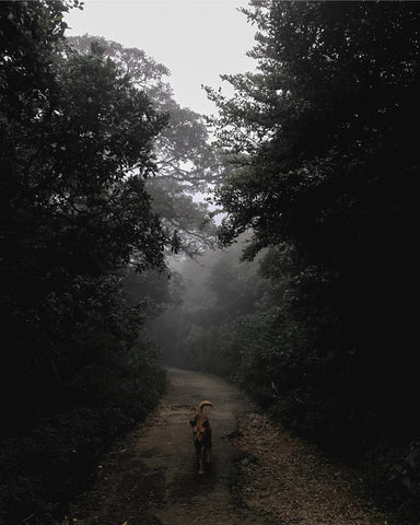 Dog in the forest with fogs
