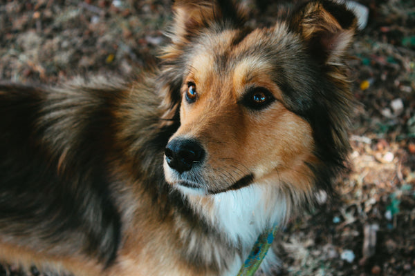 Dog close up photo - Why is My Dog Licking My Other Dog's Ear?