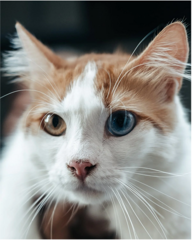 cutest cat with one brown and one blue colored eye, two colored eyes, odd colored cat eyes