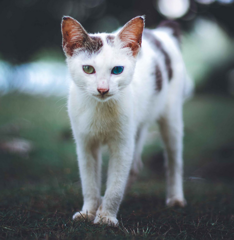 cutest cat with one green and one blue colored eye, two colored cat eyes, odd colored cat eyes