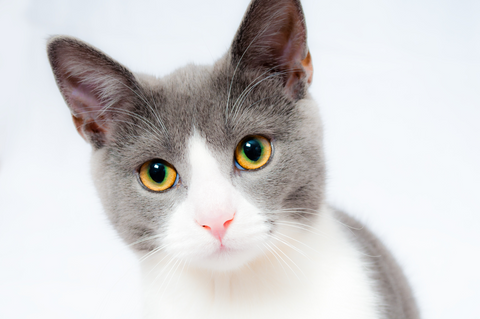 Cutest cat with deep golden yellow and green eyes