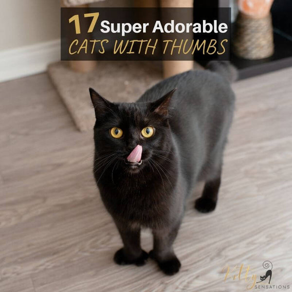 17 adorable cats with thumbs blog post image