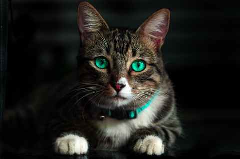 Cat with deep, reflective, large, sea green eyes; cutest cat