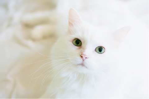 Cat with calm, green, jade green eyes