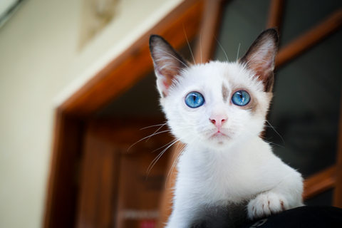 kitten with large, deep blue eyes