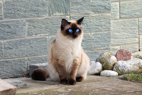 siamese cat with large deep blue eyes