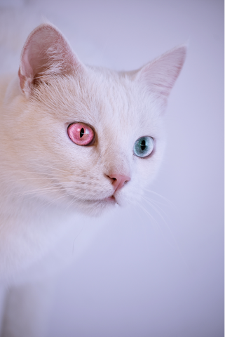 kitty cat with deep pink and blue two colored odd colored eyes