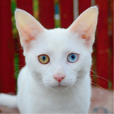 cute cat with one yellow and one blue eye, two colored eyes, odd colored eyes