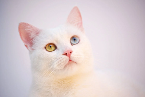 cutest cat with one yellow and one blue eye, two colored eyes, odd colored eyes