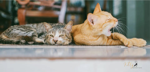 www.KittySensations.com Why Do Cats Get Bored? 4 Things to Know About Preventing Kitty Boredom