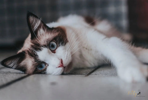 www.KittySensations.com Why Do Cats Get Bored? 4 Things to Know About Preventing Kitty Boredom