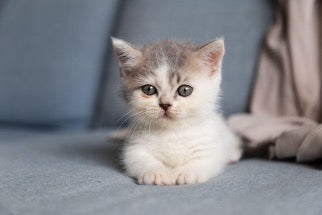 White kitten