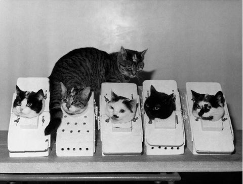 Félicette and five other cats training to be astronauts