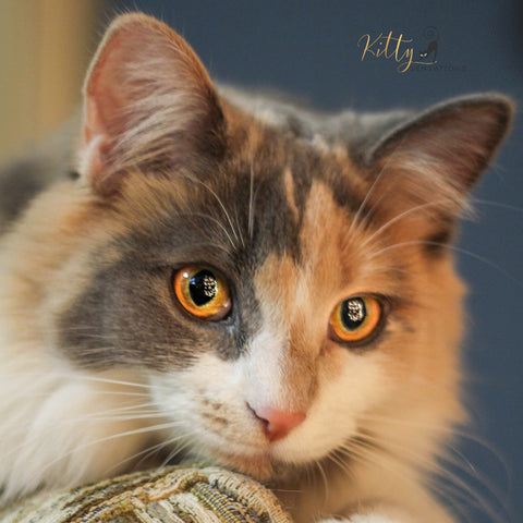 www.KittySensations.com: 26 Rare Beauties ! :): https://www.kittysensations.com/blogs/cat-lifestyle/rare-beauties
