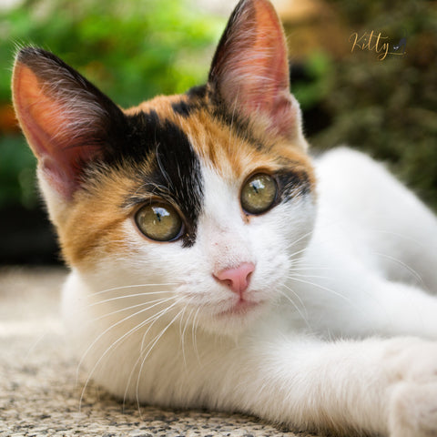 www.KittySensations.com: 26 Rare Beauties ! :): https://www.kittysensations.com/blogs/cat-lifestyle/rare-beauties