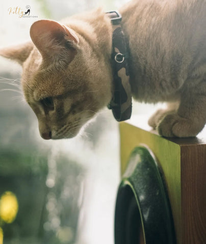 www.KittySensations.com Why Do Cats Get Bored? 4 Things to Know About Preventing Kitty Boredom