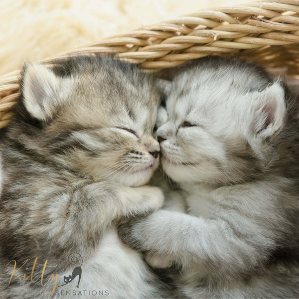 two sleeping kitties 