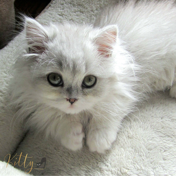 white cat looking into camera