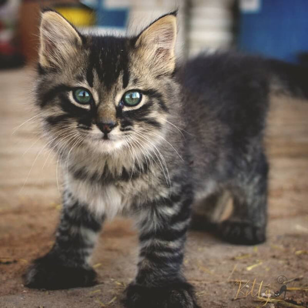 cute polydactyl kitten 