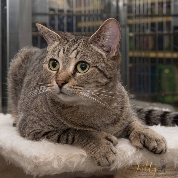 adorable polydactyl tabby cat on cat tree