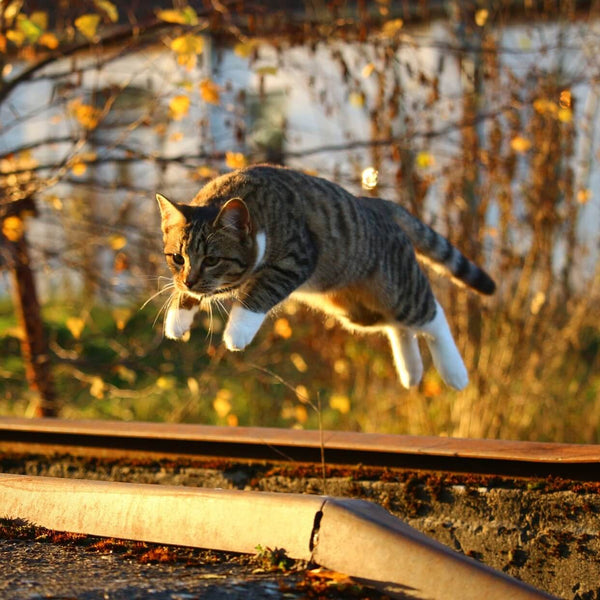 cat jumping in autumn