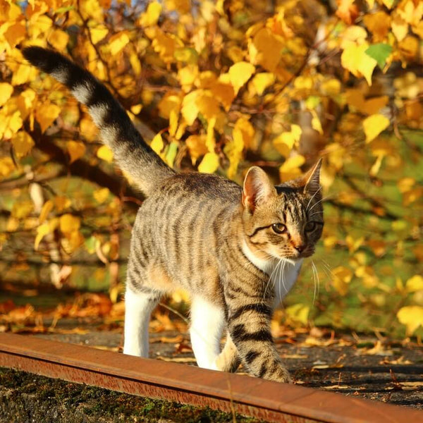 cat enjoying autumn during a walk