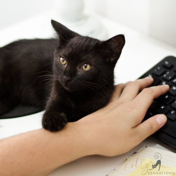 black cat holding human hand 