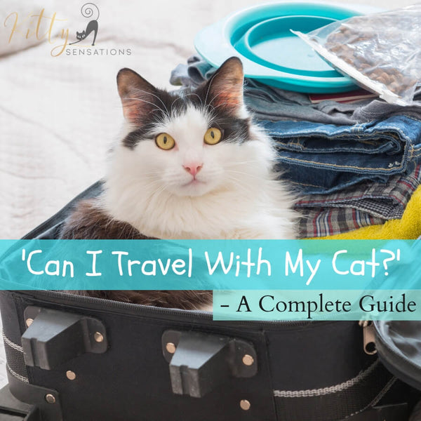 can i travel with my cat image