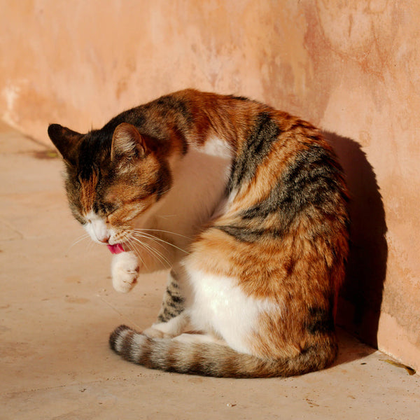 cat cleaning itself