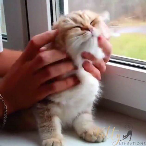 cat enjoing a massage by human hands