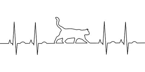 heart frequence with a cat shape