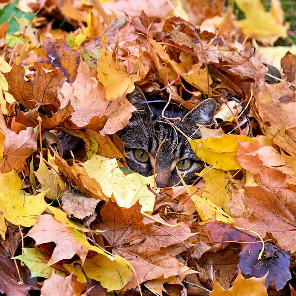 cat hiding under autumn leaves