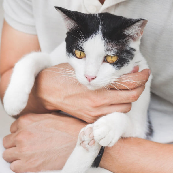 human holding tuxedo cat in hands