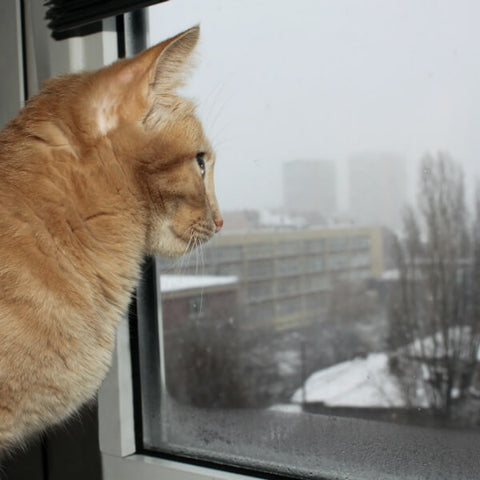 orange cat looking out of the window