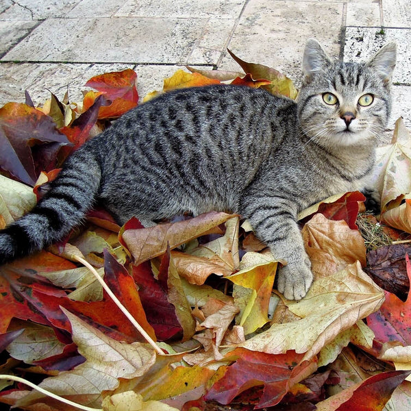 tabby cat lying on colorful autumn cats