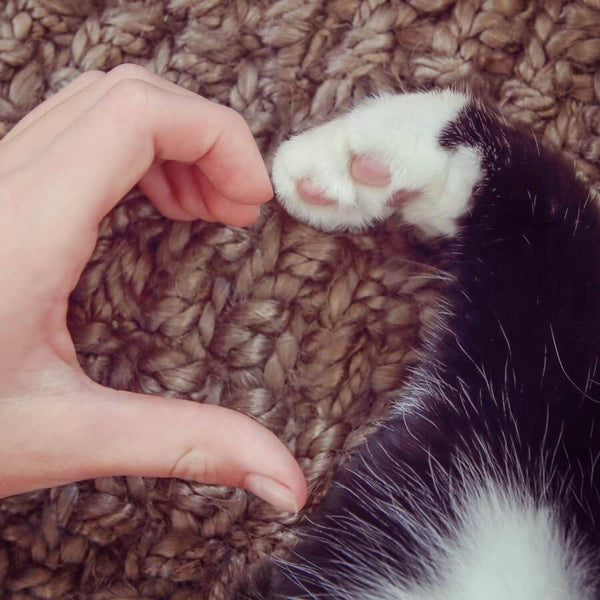 human hand and cat paw forming a heart