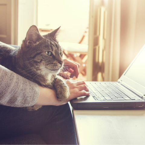 cat sitting on lap at work kittysensations