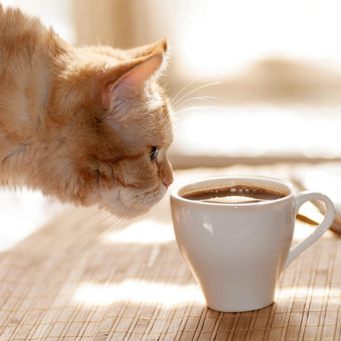 cat sniffing on coffee cup kittysensations