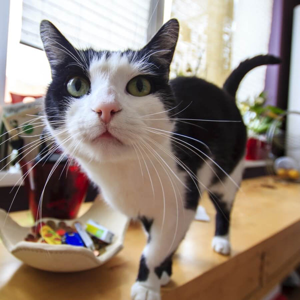 cat exploring travel destination