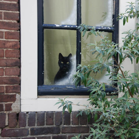 cat waiting at window kittysensations