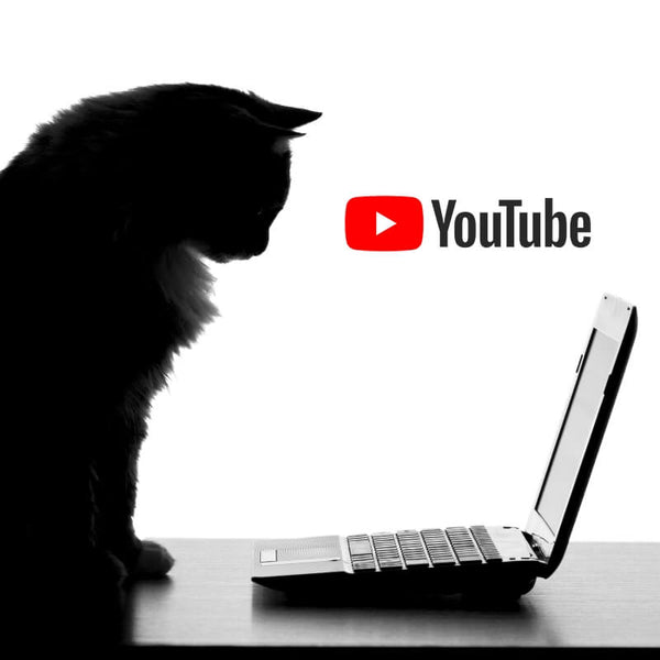 cat watching youtube on laptop